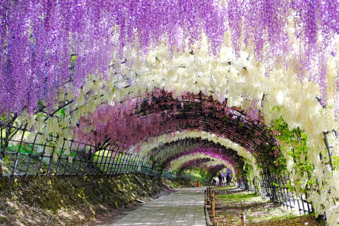 Tunel od cvetova visterije: Vrtovi Kavači u Kitakjušu